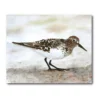 COURTSIDE MARKET Sandpiper I Gallery Canvas Wall Art 1 COURTSIDE MARKET Sandpiper I Gallery Canvas Wall Art -Home Decor Discount Store 4504183