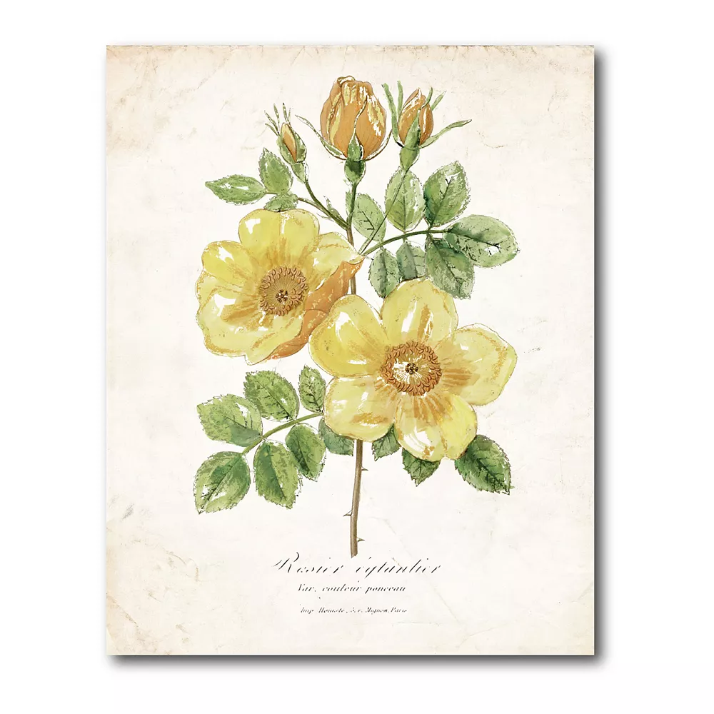 COURTSIDE MARKET Botanical IV Gallery Canvas Wall Art 3 COURTSIDE MARKET Botanical IV Gallery Canvas Wall Art