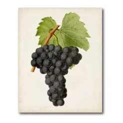 COURTSIDE MARKET Antique Fruit Vii Gallery Canvas Wall Art