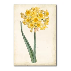 COURTSIDE MARKET Curtis Narcissus I Gallery Canvas Wall Art