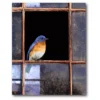 COURTSIDE MARKET Bluebird Window Canvas Wall Art -Home Decor Discount Store 5147485